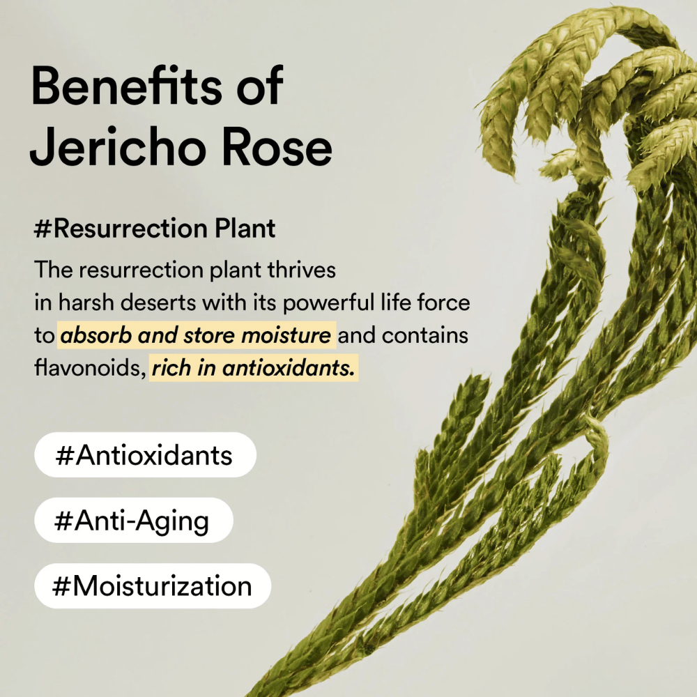 Jericho Rose Pflanze – eine natürliche Quelle für Antioxidantien und Feuchtigkeit. Hilft der Haut, Elastizität zu bewahren und Alterserscheinungen zu widerstehen.